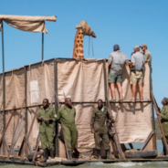 Rescuers Build A Barge To Save Giraffes Stranded On A Flooded Island