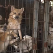 Rescuers Free Over 170 Dogs From A Dog Meat Farm In South Korea