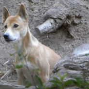 Scientists Discover The ‘Extinct’ New Guinea Singing Dog Is Still Alive In The Wild