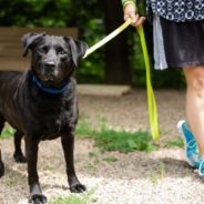 Senior Black Lab Finally Finds Forever Home After 1,134 Days In Shelter