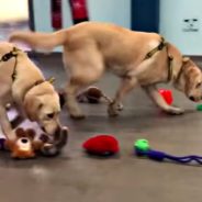 Shelter Dogs Pick Their Own Christmas Present From Room Full Of Donated Toys