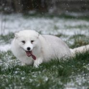 Snow Fox With Amputated Paw Experiences Snow For First Time After Being Rescued From Fur-Farm