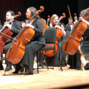 Stray Cat Steals The Show During A Performance By The Istanbul Philharmonic Orchestra