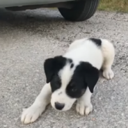 Stray Dog Chases After Woman’s Car Hoping To Be Rescued