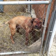 Survivor of Illegal Dog-Fighting is Wagging Her Tail at New, Safe Home