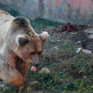 The Last Two Animals From The ‘World’s Worst Zoo’ Get Rescued