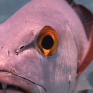 The Oldest Tropical Reef Fish Has Been Alive Since World War II