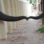 The ‘World’s Loneliest Elephant’ Made His First Friend In Years