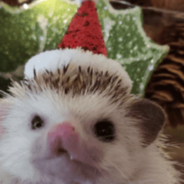 They Now Make Mini Santa Hats For Smaller Animals And They’re Adorable