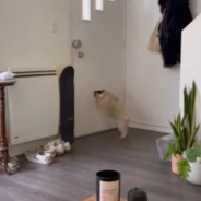 Tiny Dog Destroys Everything That Comes Through The Mail Slot