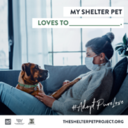 Today is Celebrate Shelter Pets Day!