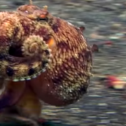 Video Captures An Octopus ‘Walking’ Across The Ocean Floor