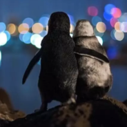 Viral Photo Of Widowed Penguins Watching The Skyline Wins Photography Award