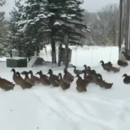 Viral Videos Show Ducks Quickly Changing Their Mind Once They Touch Snow