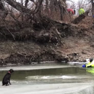 Watch As Frightened Labrador Is Rescued From Floating Ice In Freezing North Dakota River