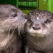 Widowed Otters Move In Together After Finding Love Again Online