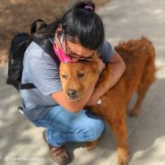 Woman Bursts Into Tears When She Is Finally Reunited With Dog Who’s Been Missing For 7 Years