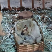 Woman Discovers A Stray Puppy Napping In The Nativity Scene Manger