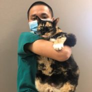 23-Pound Shelter Cat Seeks Active Family To Help Her Lose Weight