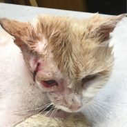 Abandoned Kitten Suffers Vicious Attack, Finally Finds Forever Home