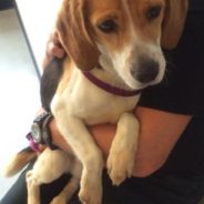 Adorable Beagle Rescue Finds Perfect Home Thanks to Shelter Volunteer, and Her Best Friend