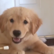 Adorable Golden Retriever Puppy Picks A Fight With The Doorstop