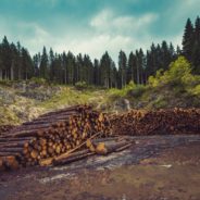 Alaska’s Tongass National Forest Stripped Of Roadless Rule And Under Attack