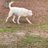 Blind And Deaf Dog Follows Her Nose To Find Her Owner