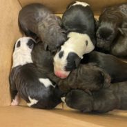 Box Of Newborn Puppies Found In A Box On The Beach In New Zealand