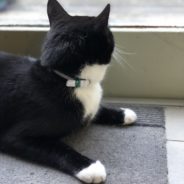 Cat Returns Home With A Note From The Neighbors Attached To His Collar