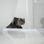 Cat Tries To Save Owner From ‘Drowning’ In Her Bathtub