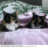 Cats Warn Family About Blazing Apartment Fire In The Middle Of The Night