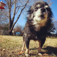 Chihuahua Goes Viral For His Bizarre Bark