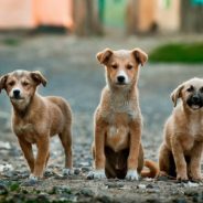 City In Alabama Makes Puppy Mills Illegal