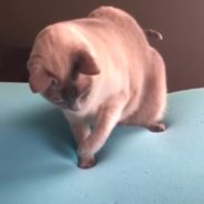 Confused Cat Tries To Figure Out How Memory Foam Works In Hilarious Video