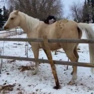 Cowboy Cat Attempts To Ride On The Back Of A Horse