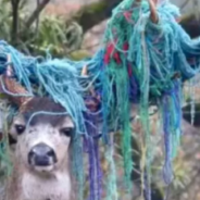 Deer Rescued After Six Months With A Hammock On His Antlers