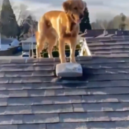 Dog Follows His Owner Up A Ladder Onto The Roof