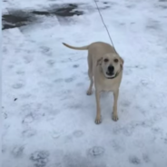 Dog Leads Rescuers To Elderly Blind Owner Trapped In A Brook