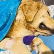 Dog Owner Shares Warning After 14-Month-Old Golden Retriever Dies From Common Rope Toy