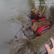 Dog Rescued After Being Found Clinging To A Branch In A Freezing Creek