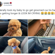 Dog’s Haircut Is So Bad Some People Don’t Think It’s The Same Dog