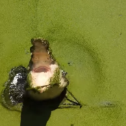 Drone Captures The Moment A Giant Crocodile Leaps From The Water And Snaps At It