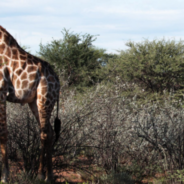 Dwarf Giraffes Discovered In The Wild For The First Time