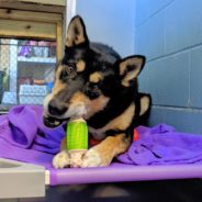 Energetic Former Sled Dog Bored in Shelter Gets Some Excitement, Thanks to You