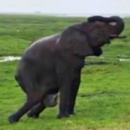 Entire Herd Of Elephant Celebrate Of Newborn Calf Moments After Birth