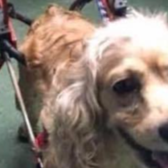 Family Dumps Paralyzed Dog Without Her Wheelchair