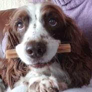 Family Takes Turns Sleeping With Their Elderly Rescue Dog Who Can’t Walk Upstairs Anymore