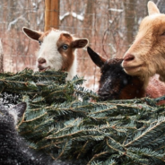 Farm Asks People To Donate Their Old Christmas Trees To Feed Goats