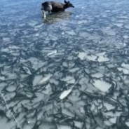 Fishermen Put Their LIfe On The Line To Save A Stranded Deer